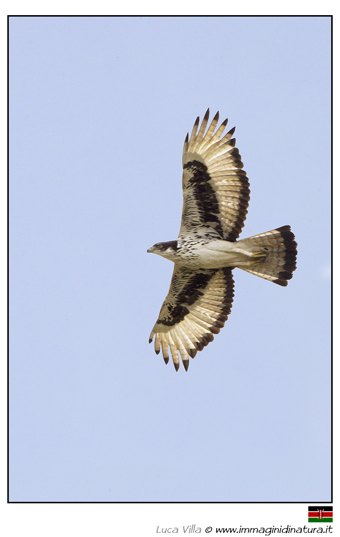 Aquila minore africana - Aquila spilogaster